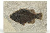 Fossil Fish (Cockerellites) - Wyoming #275184-1
